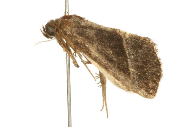 Image of Ogdoconta altura Barnes