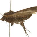 Image of <i>Xestia dolosa</i>