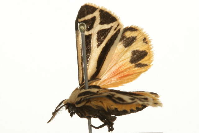 Image of Carlotta's Tiger Moth