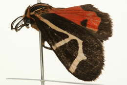 Image of Grammia Rambur 1866