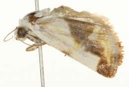 Image of <i>Tarache arida</i>