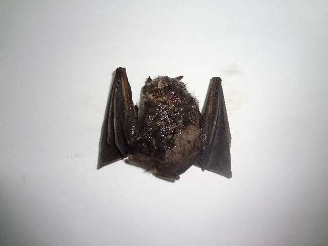 Image of broad-nosed bat