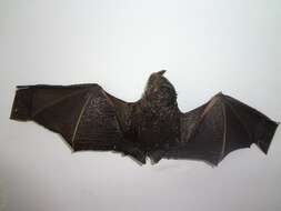 Image of broad-nosed bat