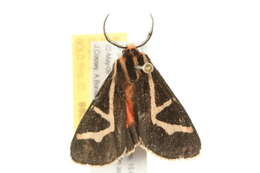 Image of Grammia Rambur 1866