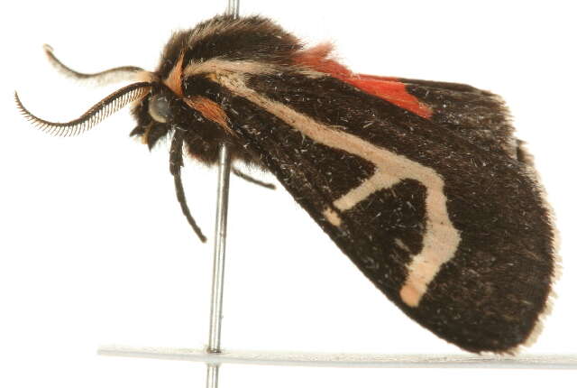 Image of Grammia Rambur 1866