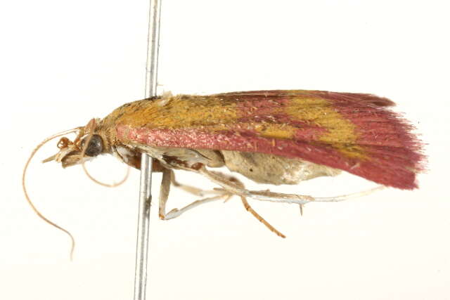 Image of Southern Purple Mint Moth