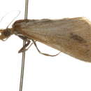 Image of Arenochroa flavalis CS