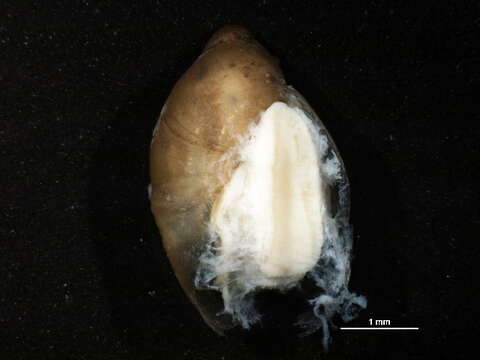 Image of amber snail