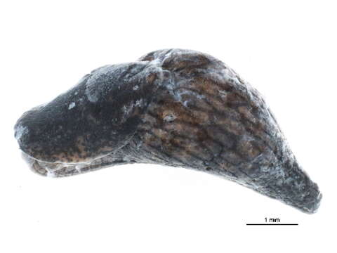 Image of Limacoidea Batsch 1789