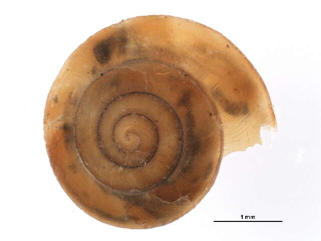 Image of Hairy Snail