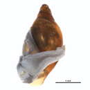 Image of <i>Aplexa elongata</i>