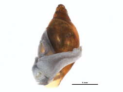 Image of <i>Aplexa elongata</i>