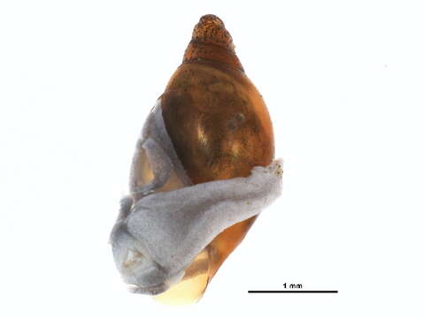 Image of Hygrophila