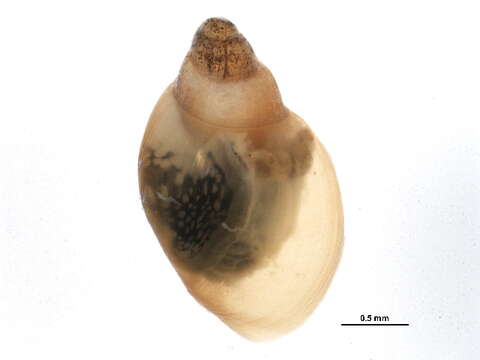 Image of Physa gyrina