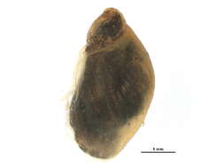 Image of Succineoidea Beck 1837