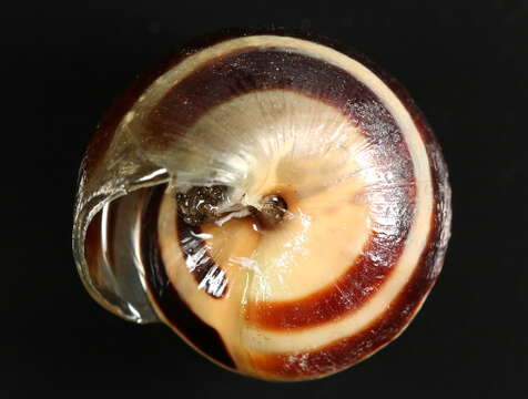 Image of Brown Lipped Snail