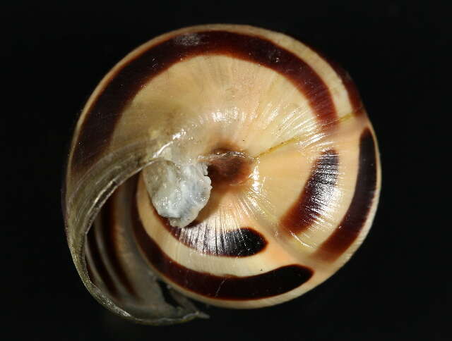 Image of Brown Lipped Snail