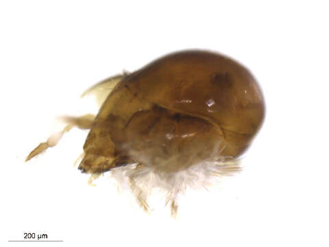 Image of Acrogalumna