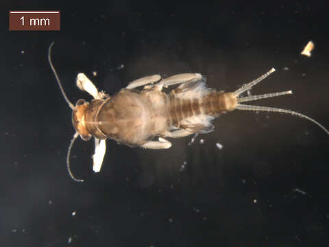 Image of Vacupernius