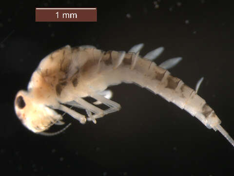 Image of Paracloeodes minutus (Daggy 1945)