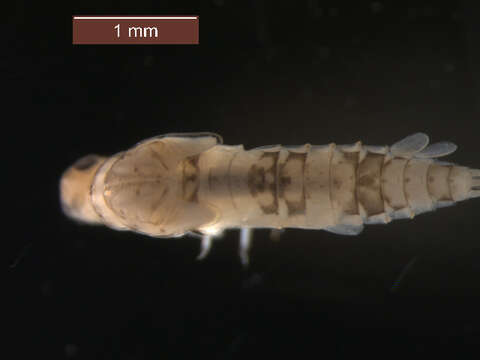 Image of Paracloeodes minutus (Daggy 1945)