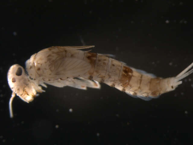 Image of Pseudocloeon ephippiatum