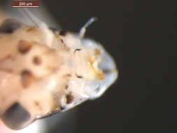 Image of Pseudocentroptiloides usa Waltz & McCafferty 1989