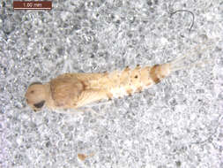 Image of Pseudocentroptiloides usa Waltz & McCafferty 1989