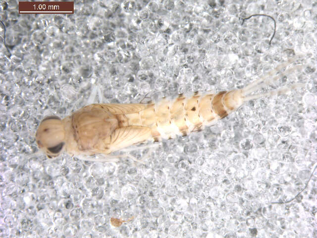 Image of Pseudocentroptiloides usa Waltz & McCafferty 1989