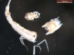 Image of Pseudocentroptiloides usa Waltz & McCafferty 1989