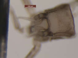 Image of Vacupernius packeri (Allen 1967)