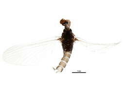 Image of Fallceon quilleri (Dodds 1923)