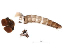 Image of Fallceon quilleri (Dodds 1923)