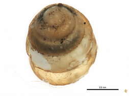 Image of Columella simplex