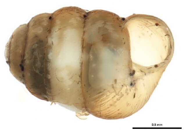 Image of Columella simplex