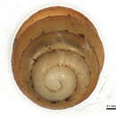 Image of Vertigo paradoxa