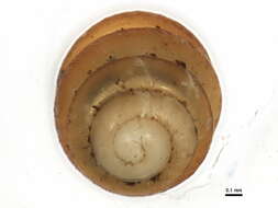 Image of Vertigo paradoxa