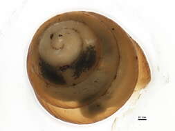 Image of Columella edentula (Draparnaud 1805)