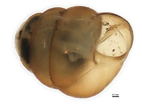 Image of Columella edentula (Draparnaud 1805)