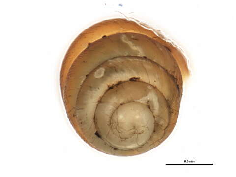 Image of <i>Vertigo concinnula</i>