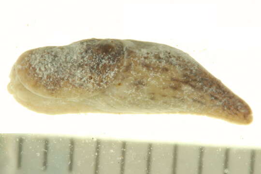 Image of grey field slug