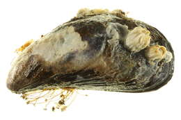 Image of California mussel