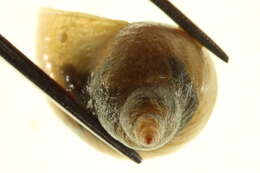 Image of Great Pond Snail