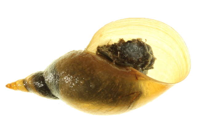 Image of Great Pond Snail