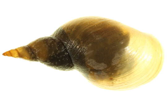 Image of Great Pond Snail