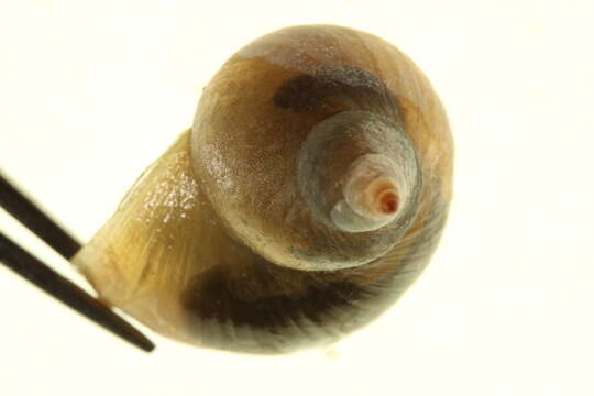 Image of Great Pond Snail