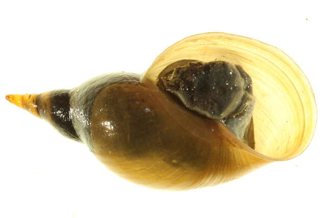 Image of Great Pond Snail