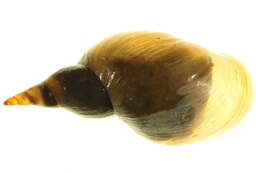 Image of Great Pond Snail