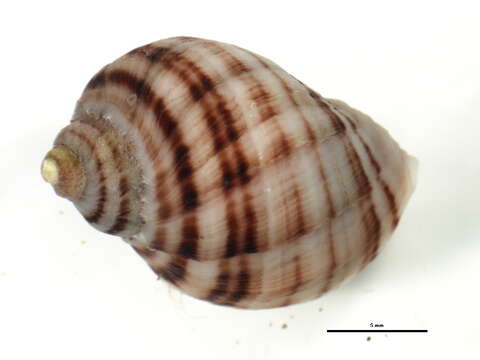 Image of Nucella ostrina (Gould 1852)