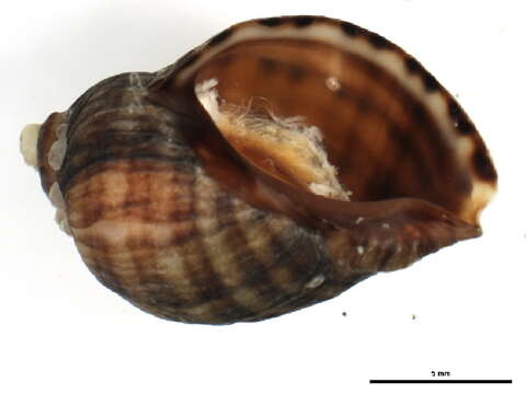 Image de Nucella ostrina (Gould 1852)